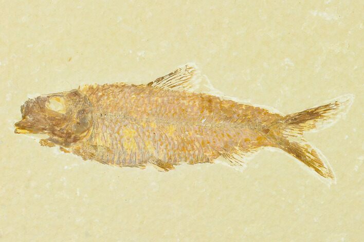 Detailed Fossil Fish (Knightia) - Wyoming #155473